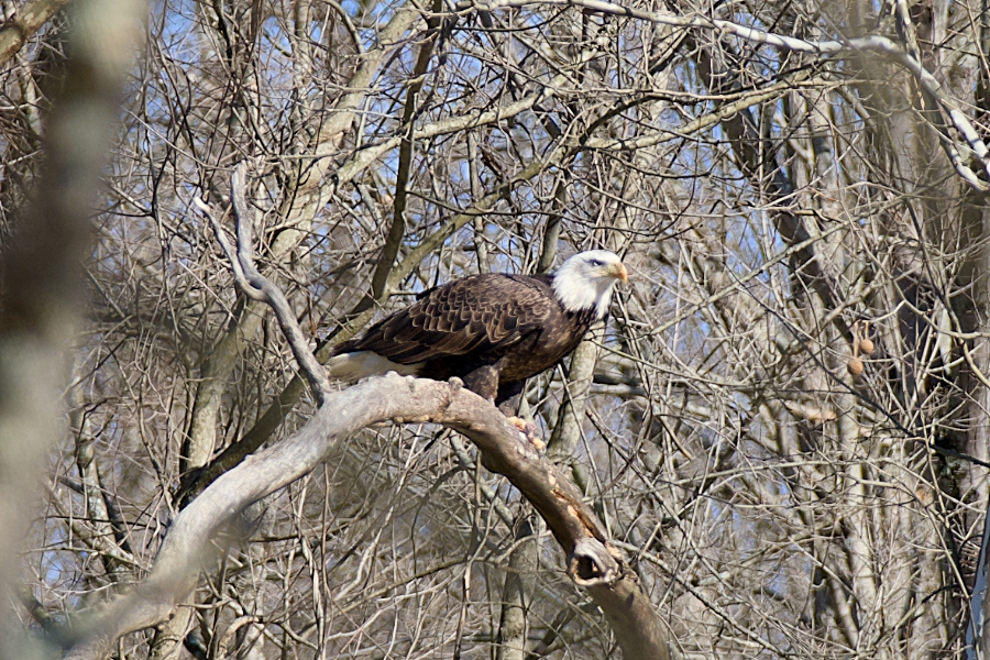 bald eagle