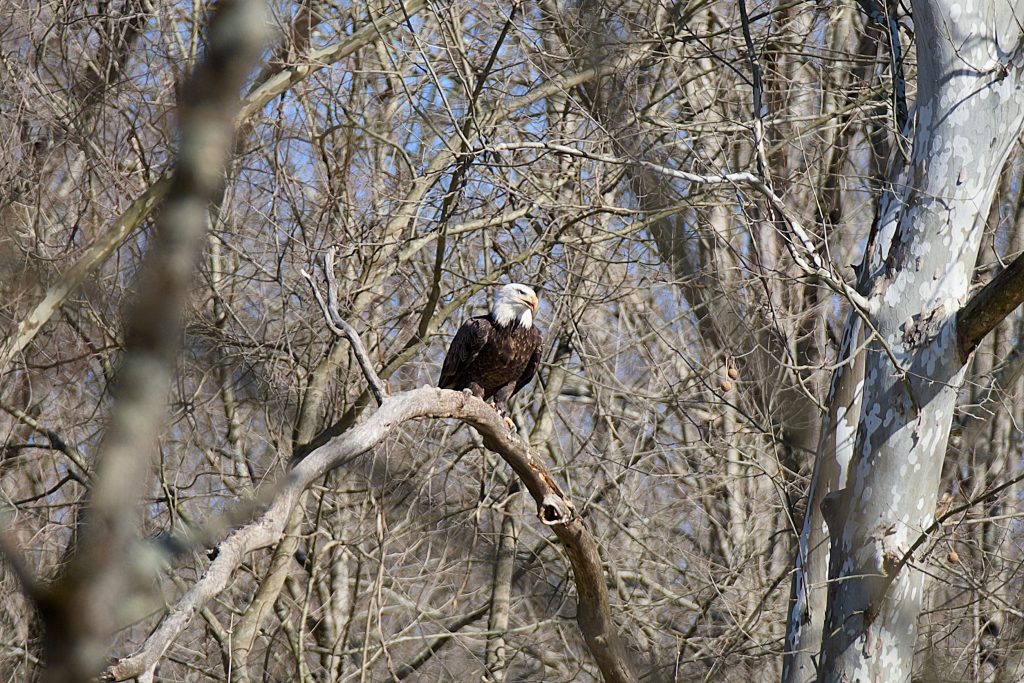 bald eagle