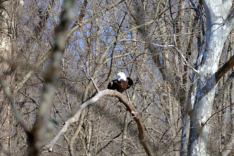 Bald Eagle at Wills Creek