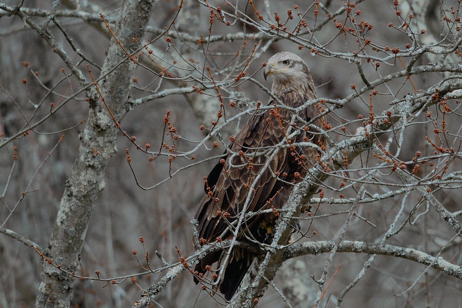 The Eagles of Wills Creek